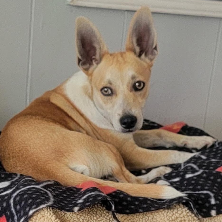Cabby, an adopted mixed breed in Ogden , UT image 4/6