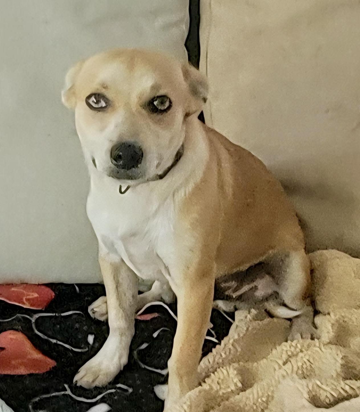 Cabby, an adopted mixed breed in Ogden , UT image 6/6