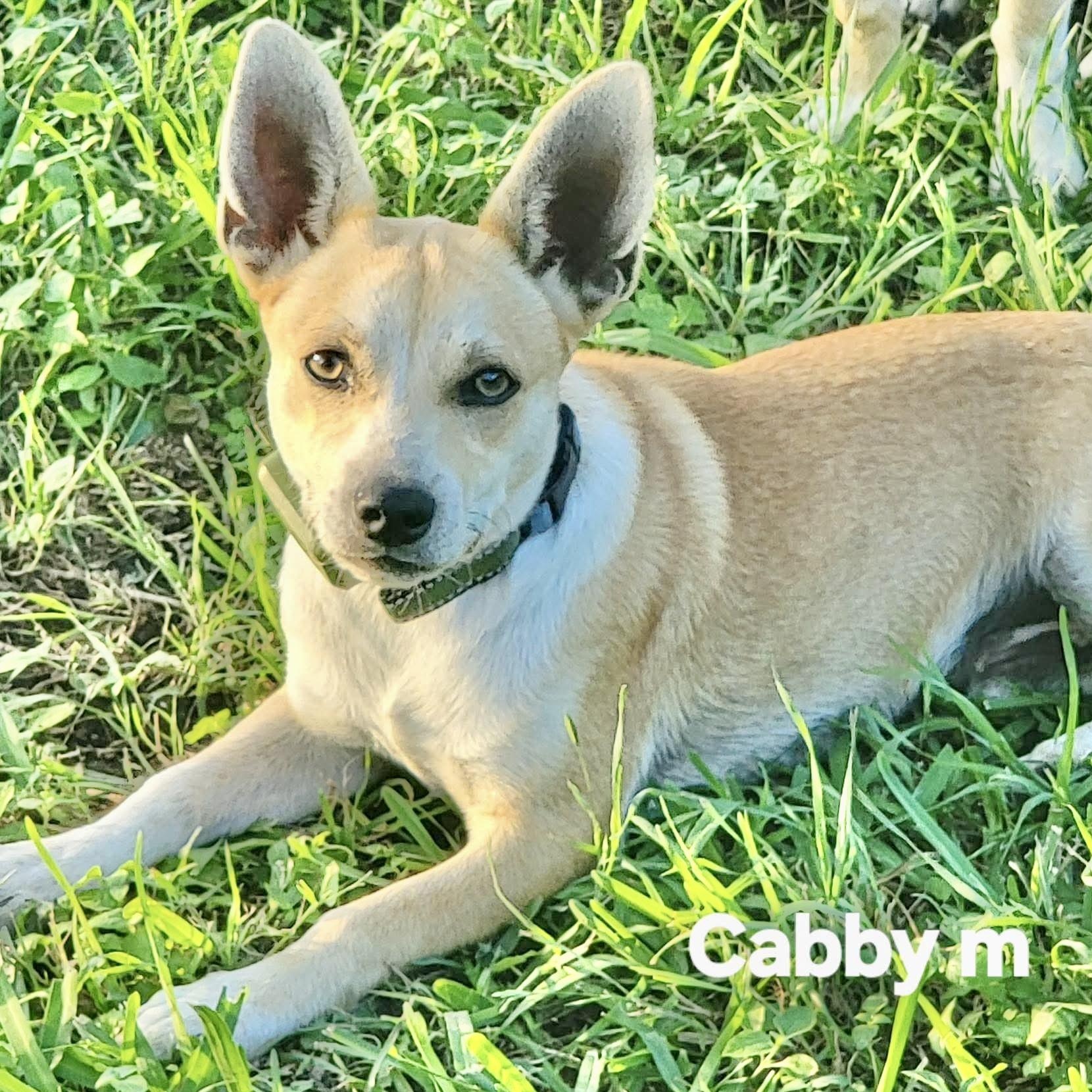 Cabby, an adopted mixed breed in Ogden , UT image 3/6