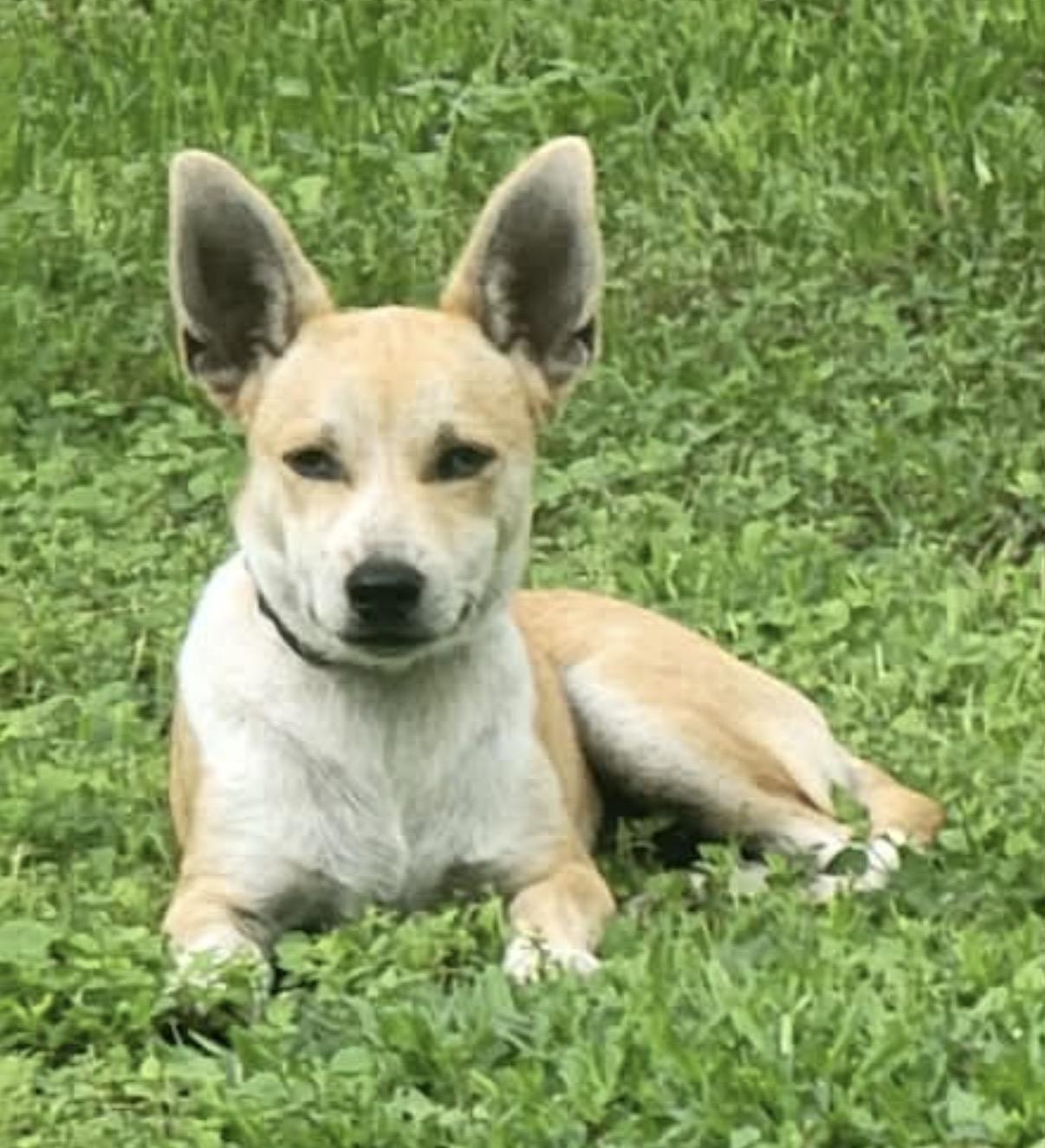 Cabby, an adopted mixed breed in Ogden , UT image 5/6