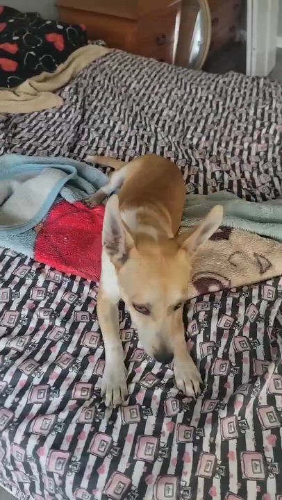 Enlarge Cabby, an adopted mixed breed in Ogden , UT video 2/6