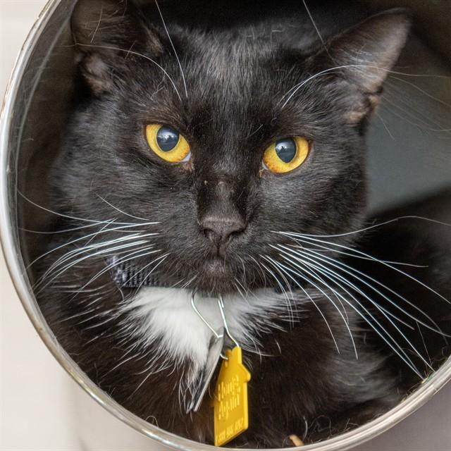SUE BELLE, Adoptable, Adult Female Domestic Short Hair.