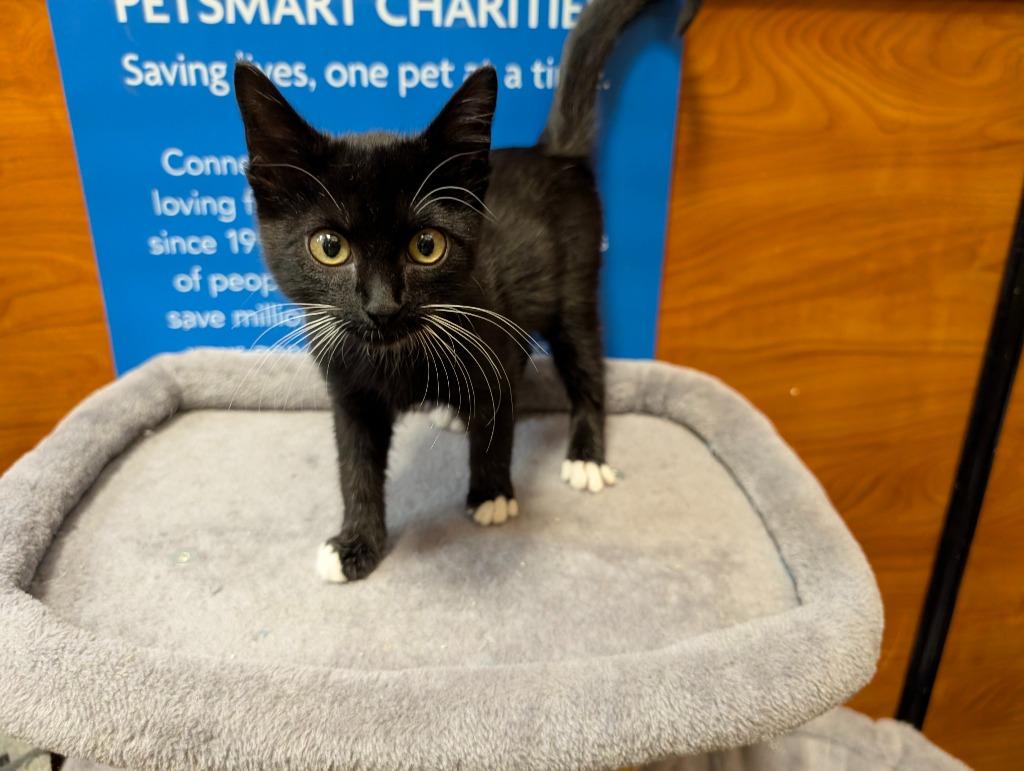 Meesa, Adoptable, Kitten Female Domestic Short Hair.