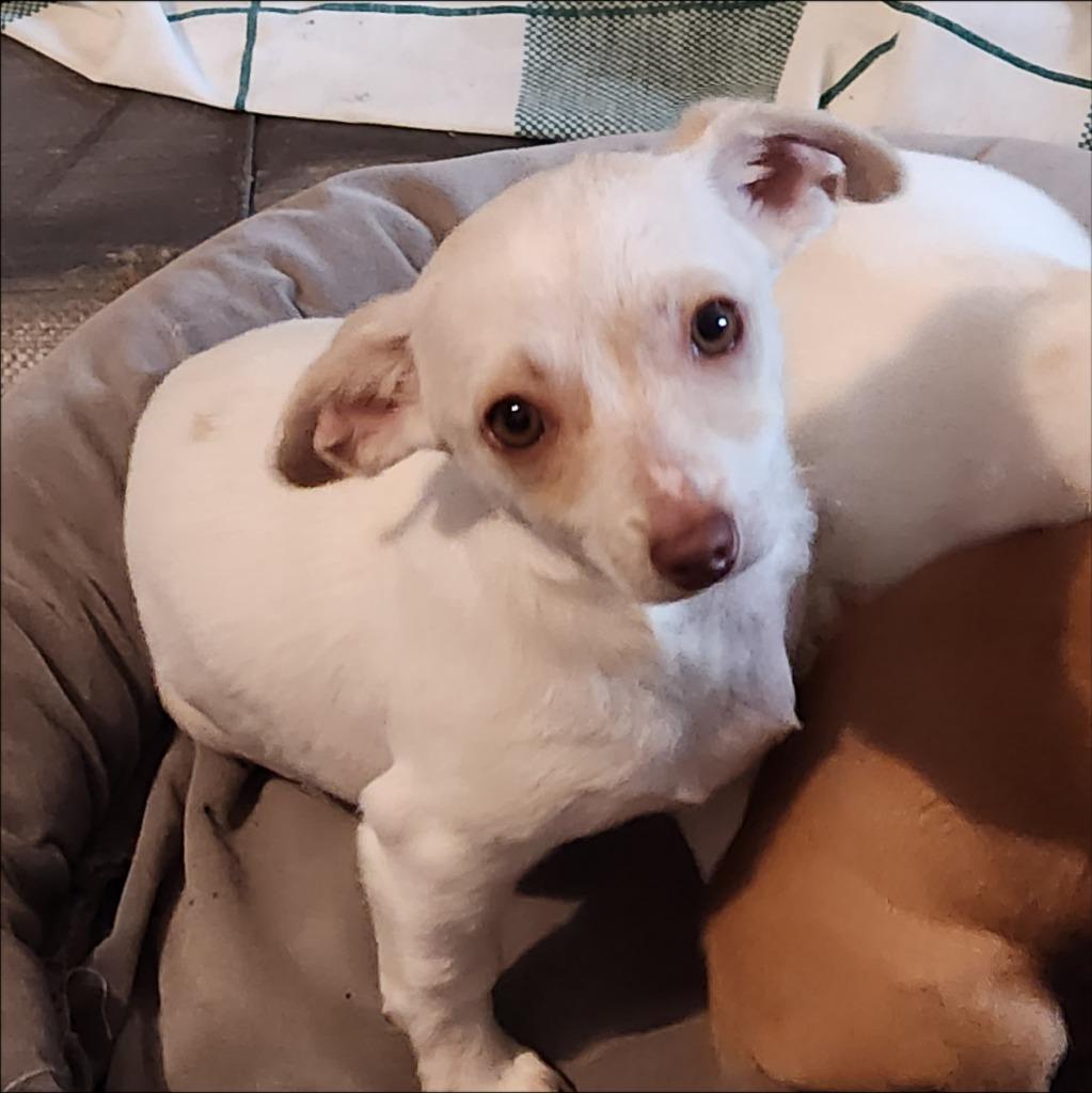 Enlarge Sage, a Adoptable mixed breed in Thompson Falls, MT image 1/3