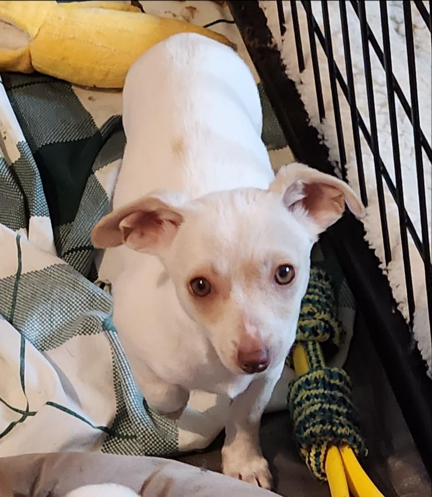 Enlarge Sage, a Adoptable mixed breed in Thompson Falls, MT image 3/3