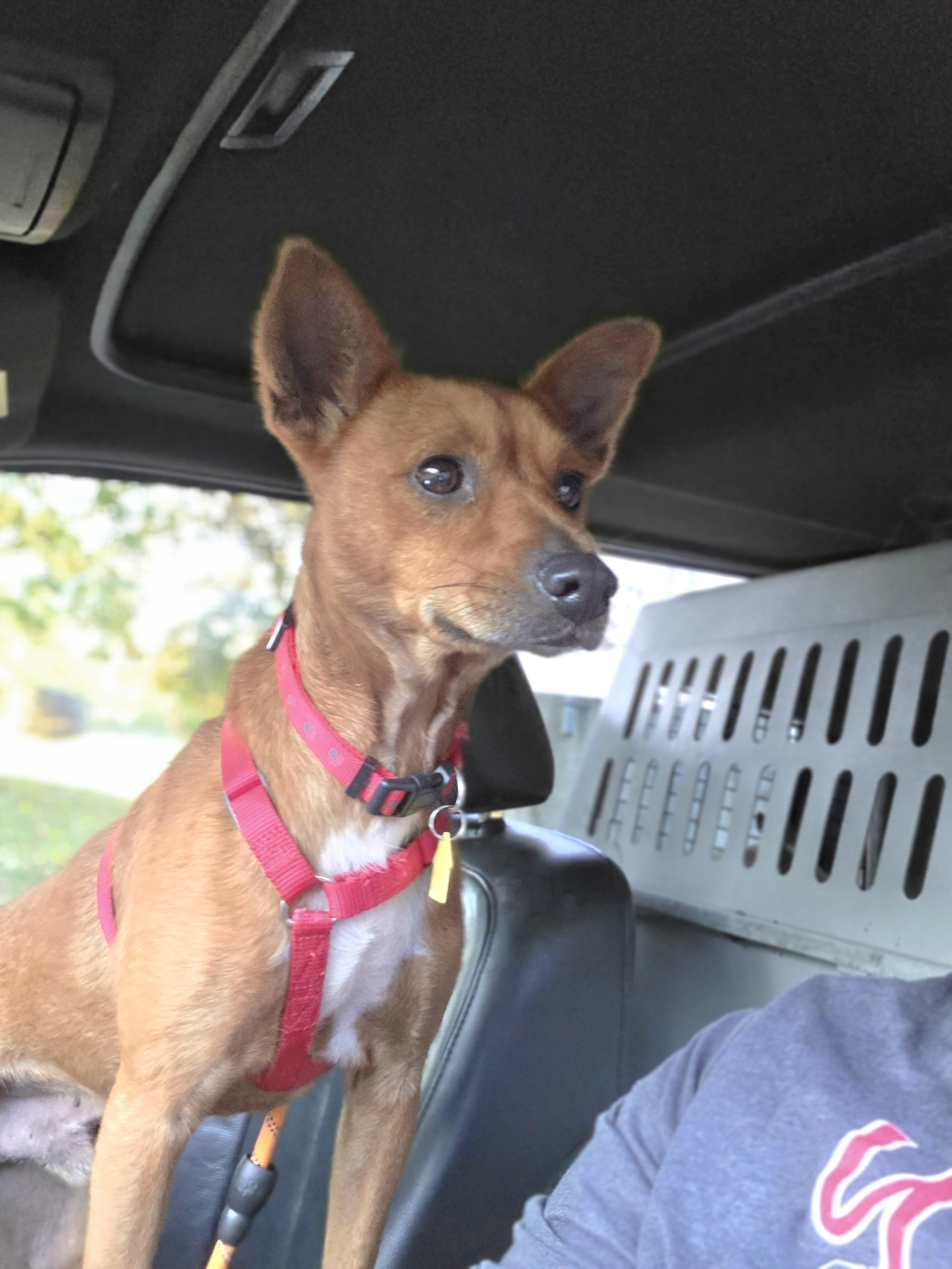 Blaze, ADOPTABLE, Adult Male Chihuahua.