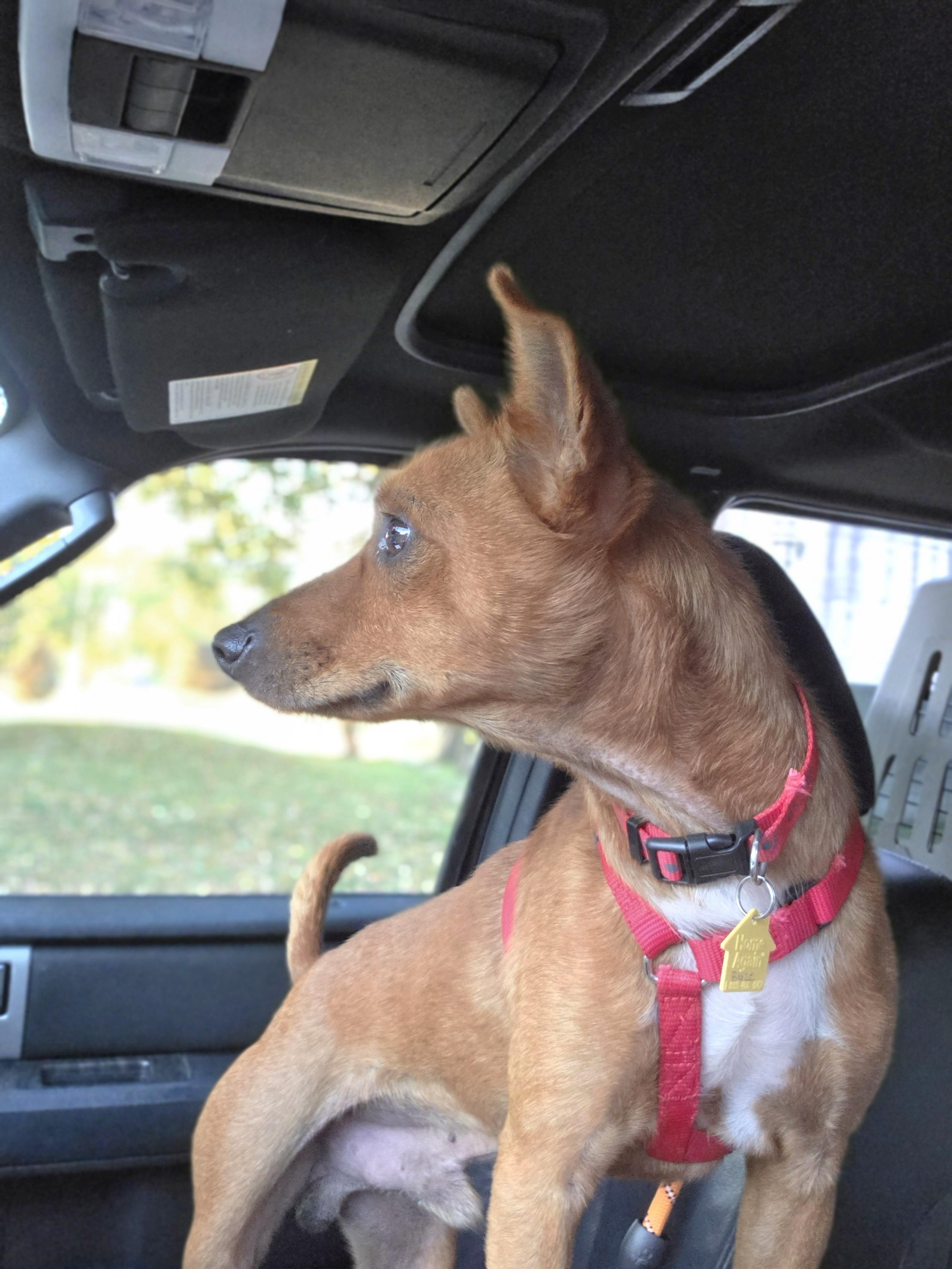 Enlarge Blaze, a ADOPTABLE mixed breed in Salamanca, NY image 2/2