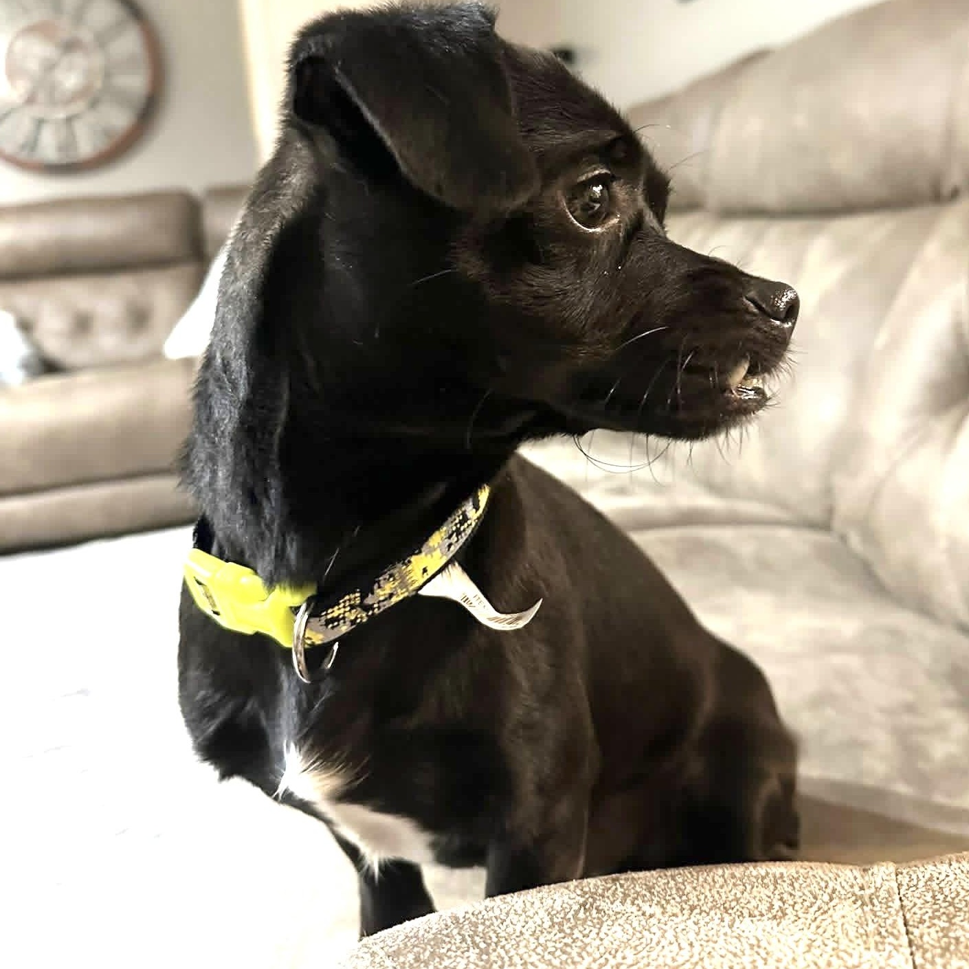 Dexter, Adoptable, Adult Male Pug & Chihuahua.