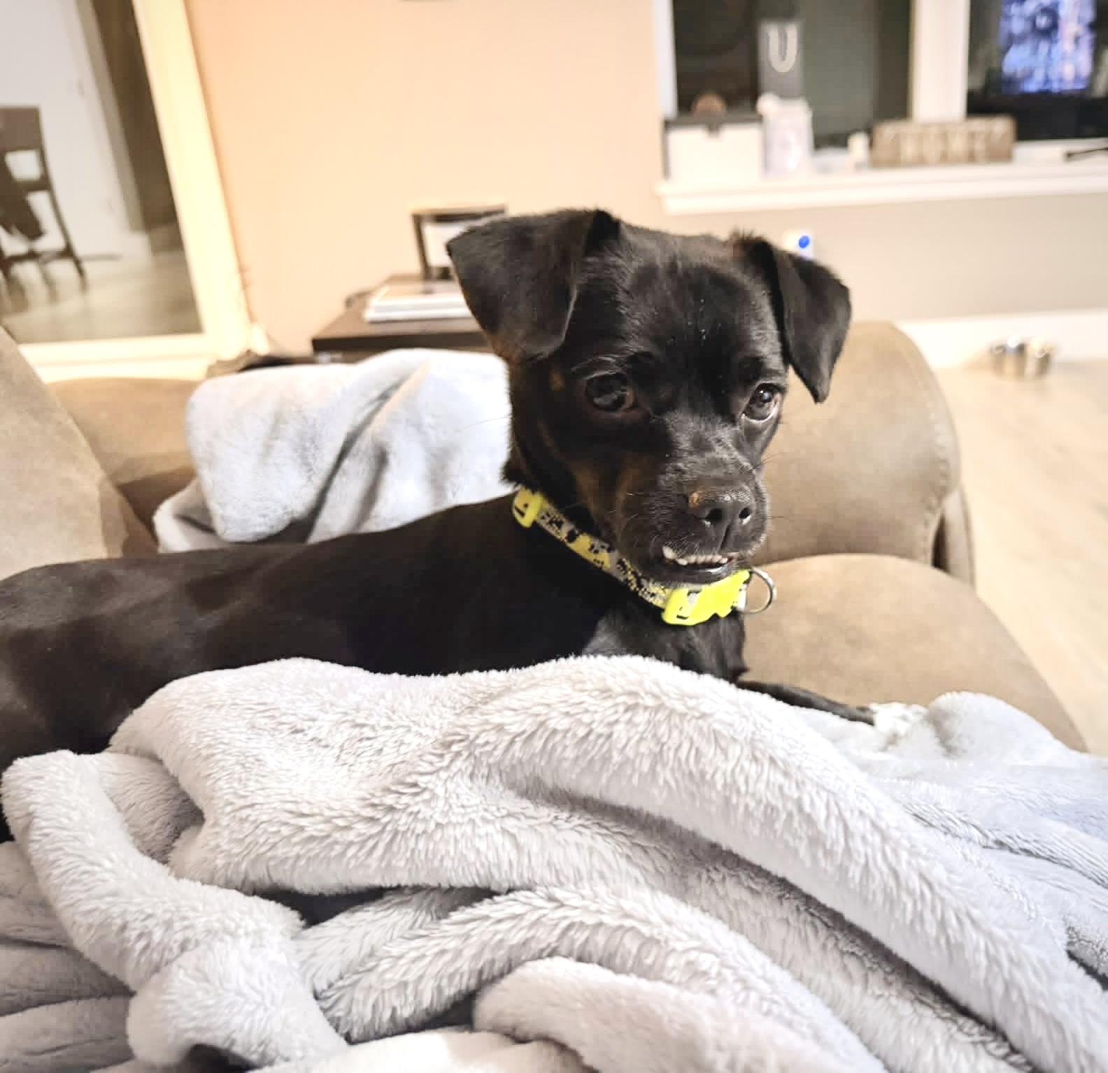 Dexter, a Adoptable mixed breed in Milwaukee, WI image 2/6