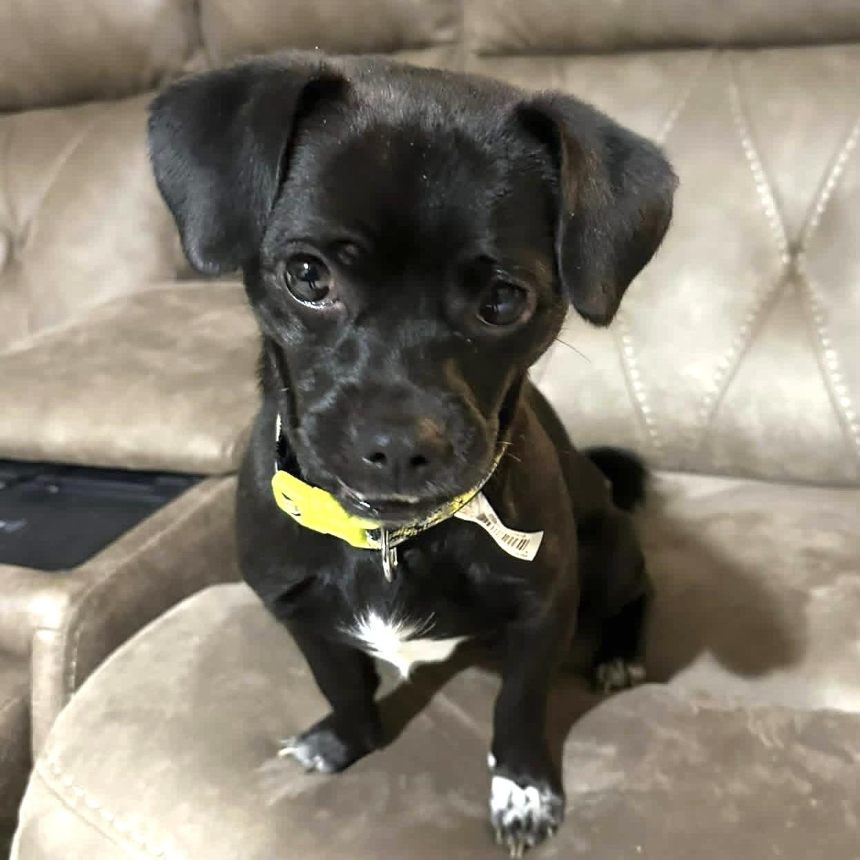 Dexter, a Adoptable mixed breed in Milwaukee, WI image 3/6