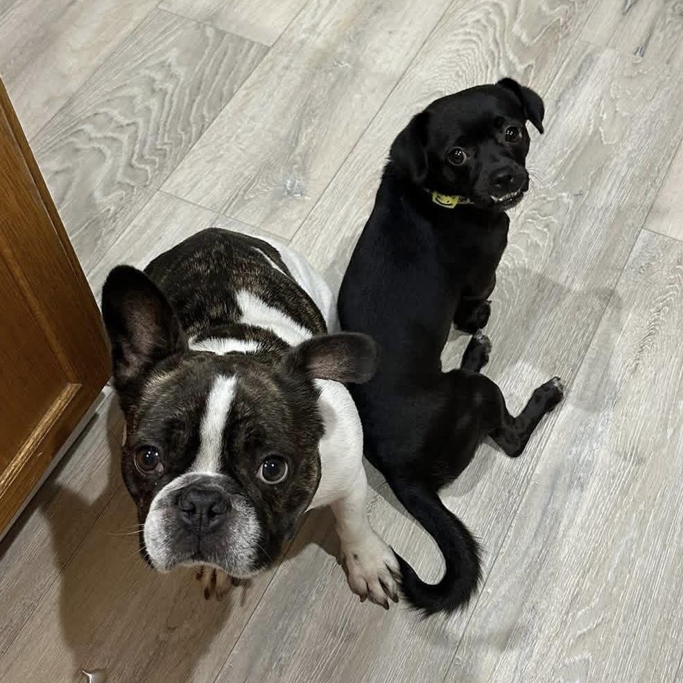 Dexter, a Adoptable mixed breed in Milwaukee, WI image 4/6