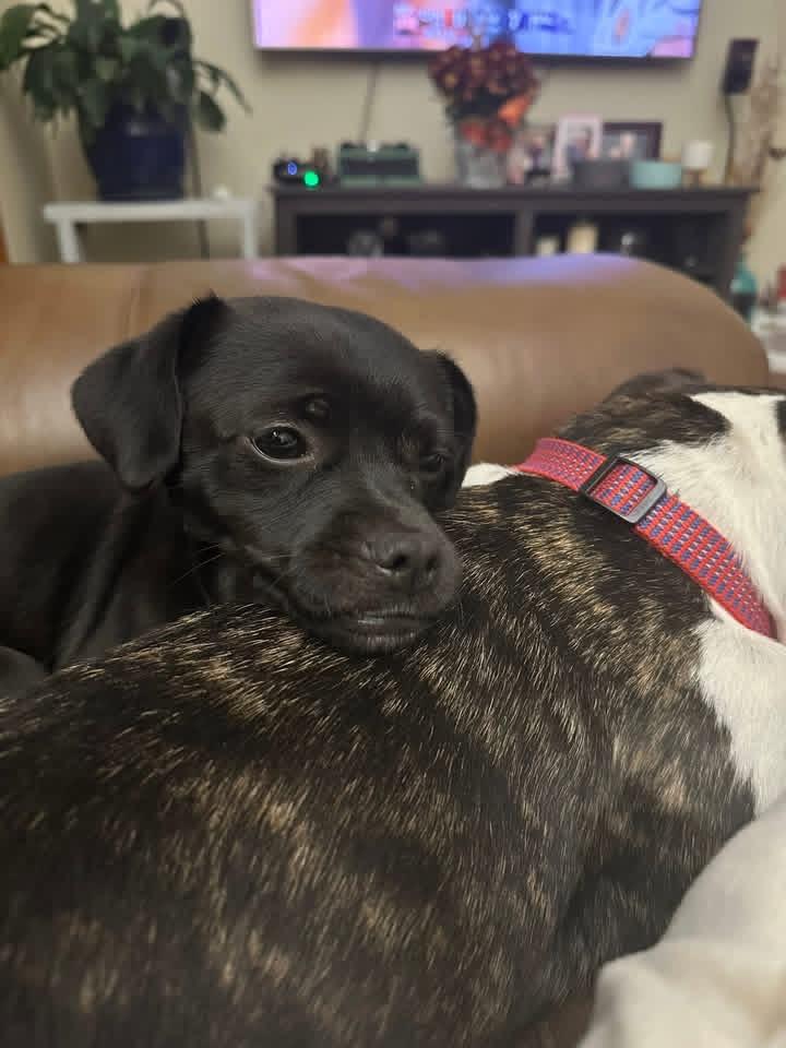 Dexter, a Adoptable mixed breed in Milwaukee, WI image 5/6