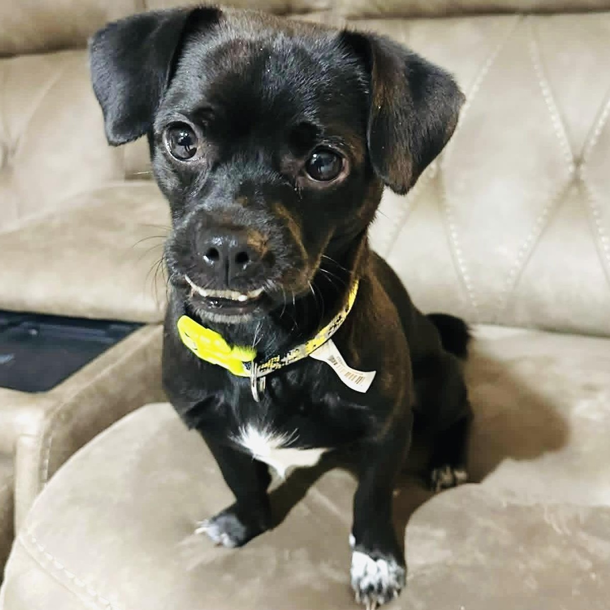 Dexter, a Adoptable mixed breed in Milwaukee, WI image 6/6