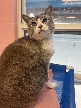 Mina, Adoptable, Adult Female Domestic Short Hair & Domestic Short Hair.