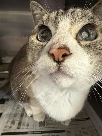 Mina, a Adoptable mixed breed in Largo, FL image 2/2