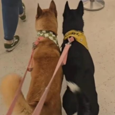 Ginny & Luna, a Adoptable mixed breed in La Honda, CA image 3/6