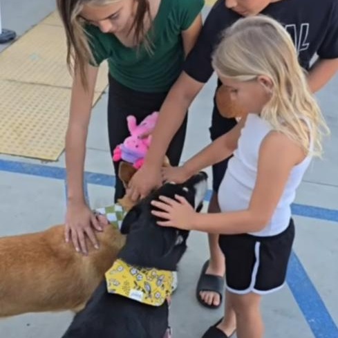 Ginny & Luna, a Adoptable mixed breed in La Honda, CA image 6/6