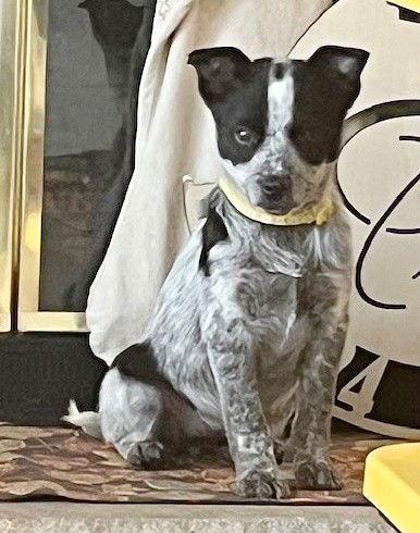 Enlarge **DANCER**, a Adoptable mixed breed in North Prairie, WI image 1/3