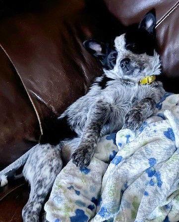 Enlarge **DANCER**, a Adoptable mixed breed in North Prairie, WI image 2/3