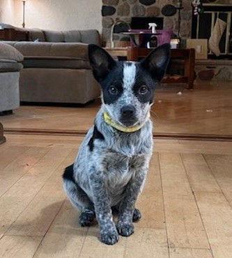 Enlarge **DANCER**, a Adoptable mixed breed in North Prairie, WI image 3/3