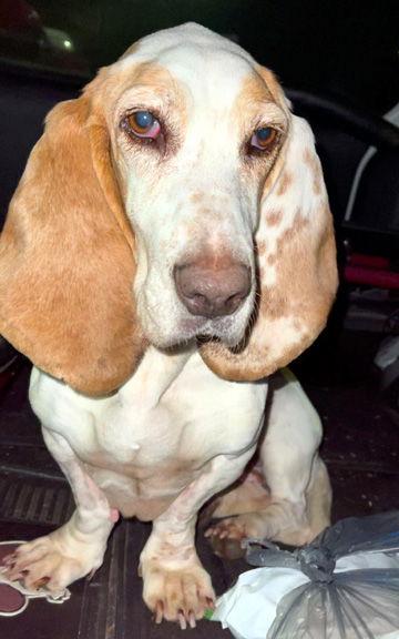 Enlarge ELLIE MAE, a Adopted Basset Hound in Mays Landing, NJ image 1/2