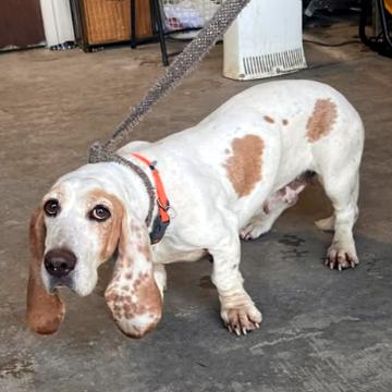 Enlarge ELLIE MAE, a Adopted Basset Hound in Mays Landing, NJ image 2/2