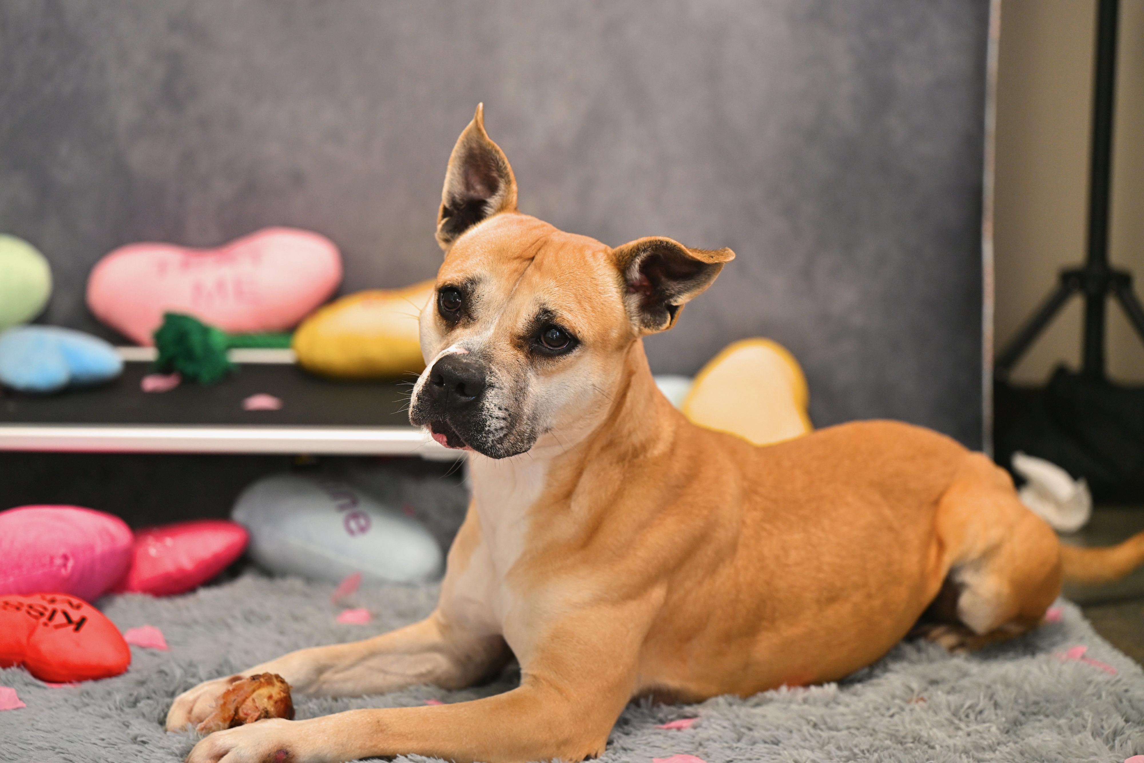 Enlarge Honey - Looking for a Valentine!, a Adoptable mixed breed in Worcester, MA image 1/5