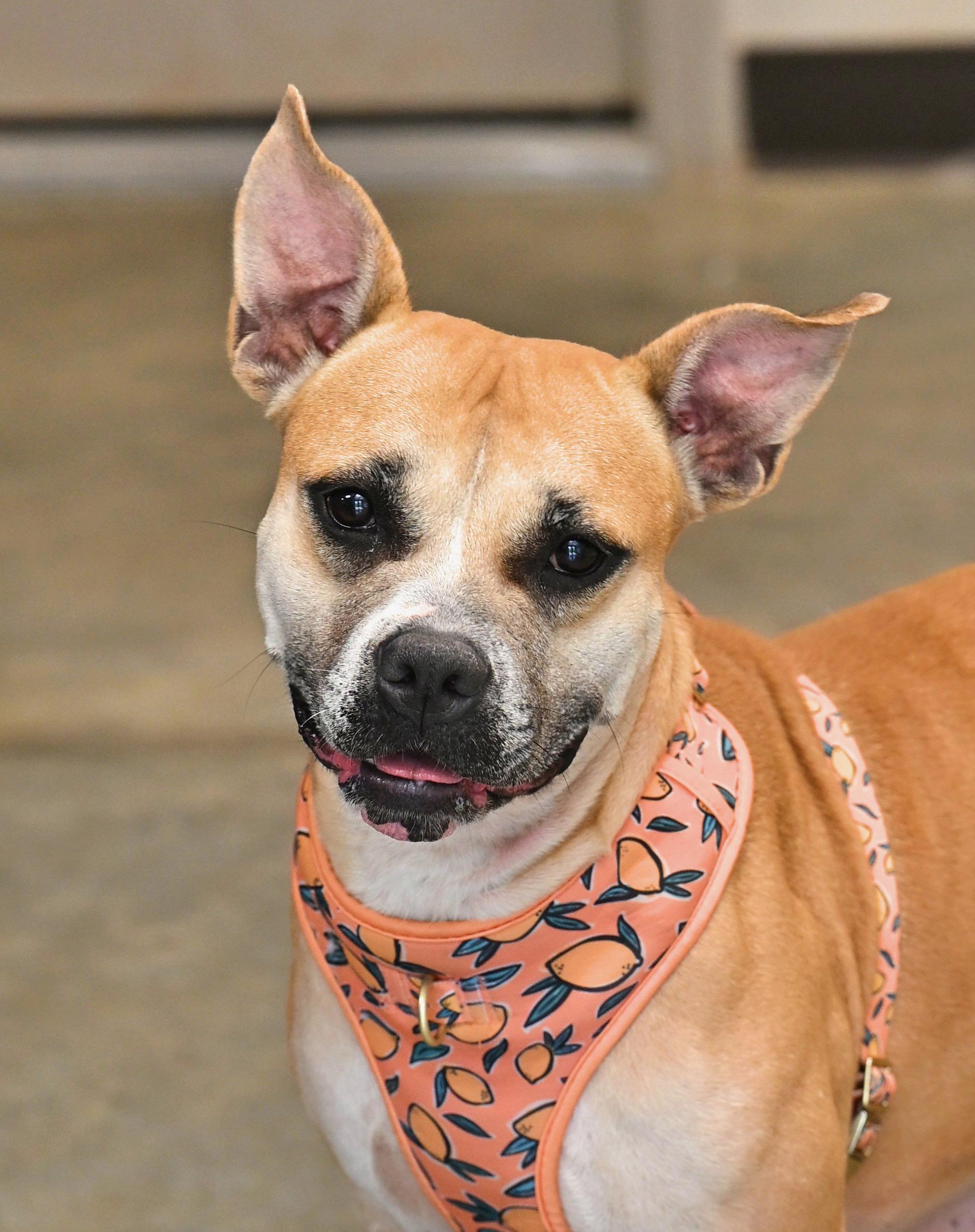 Honey, Adoptable, Adult Female Boxer & American Staffordshire Terrier.