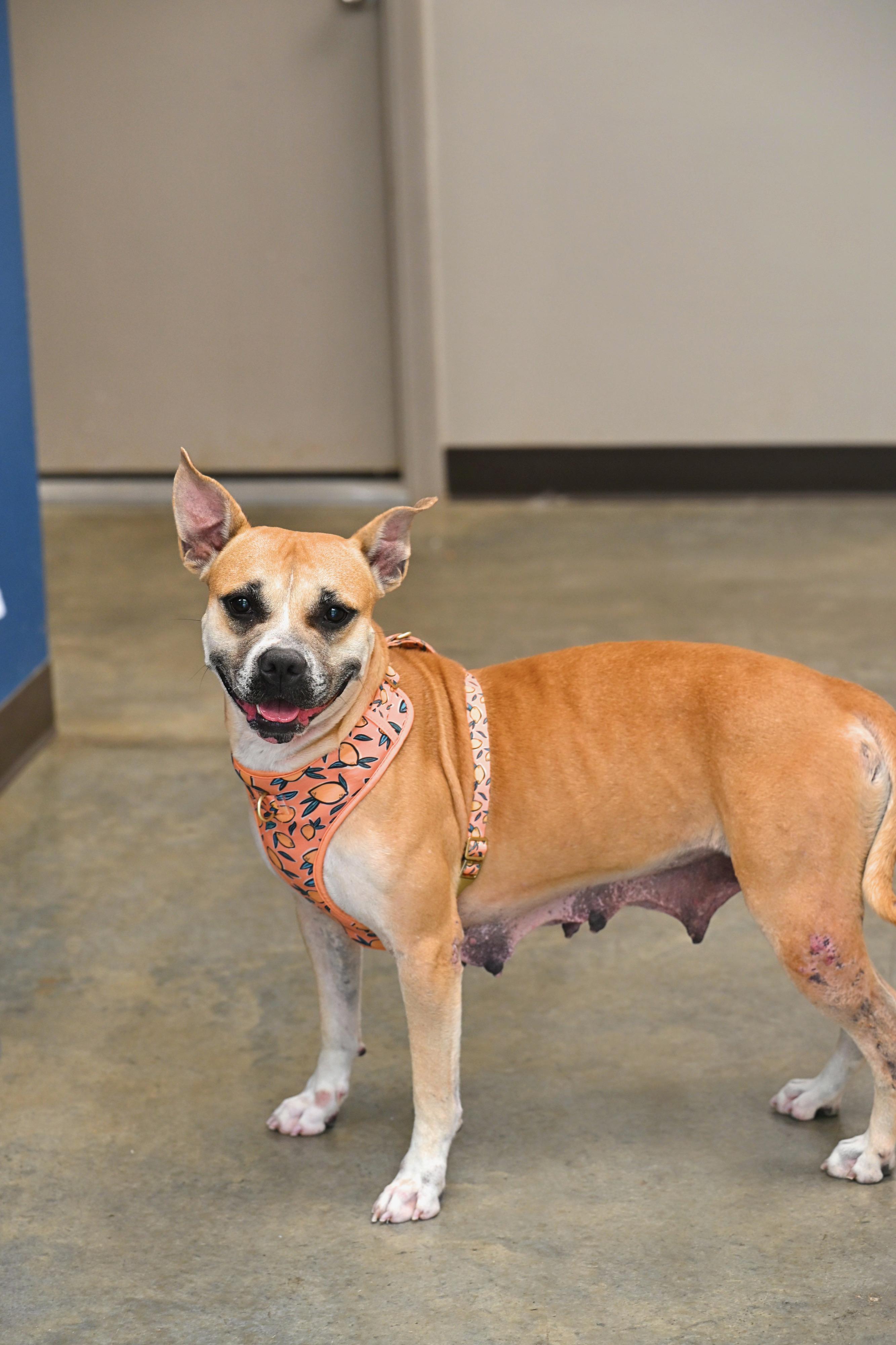 Honey, a Adoptable mixed breed in Johnston, RI image 2/4