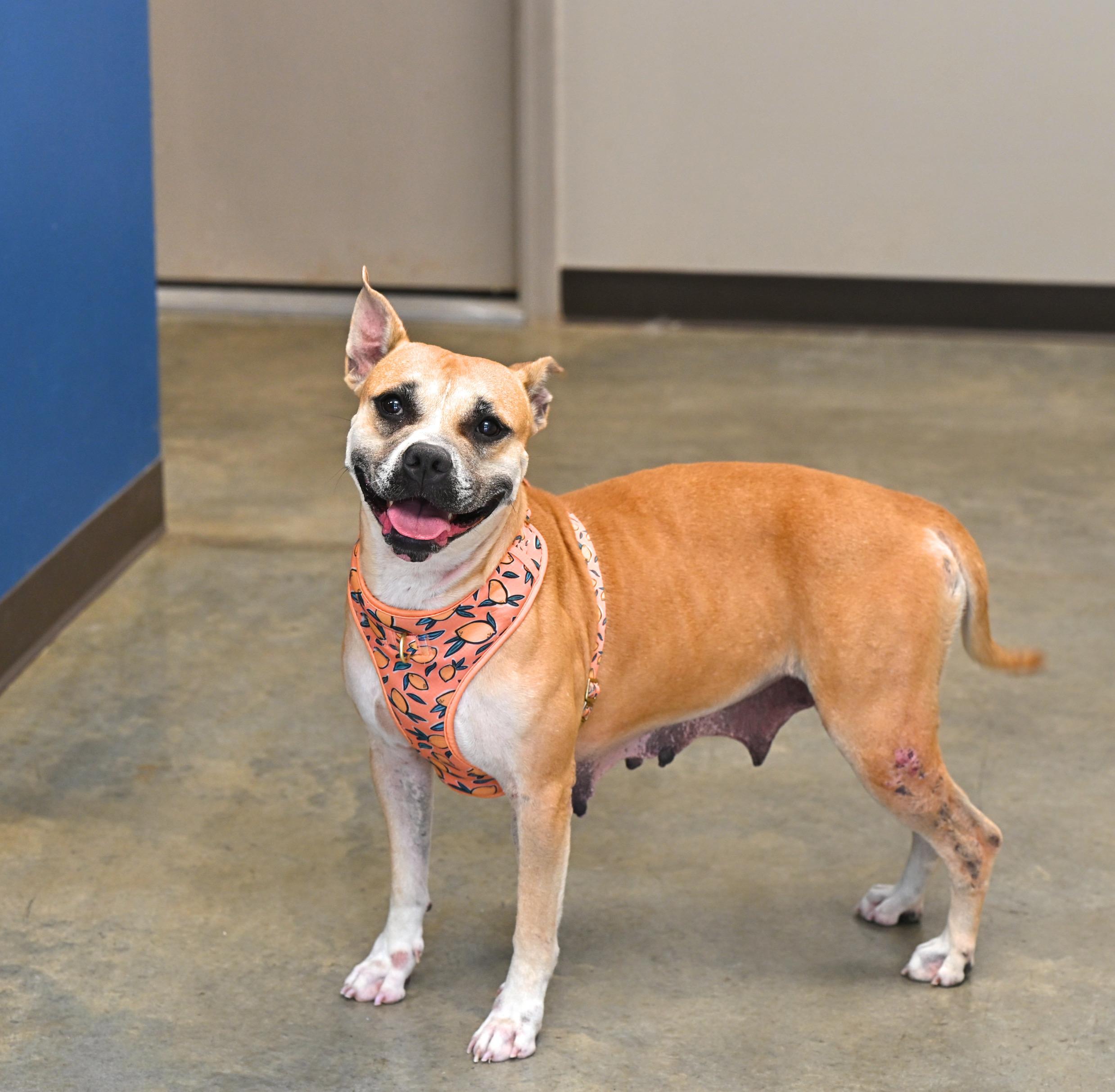 Honey, a Adoptable mixed breed in Johnston, RI image 3/4