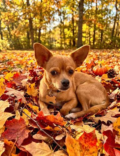 Enlarge Ember, a Adoptable mixed breed in Lincolnshire, IL image 1/2