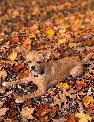 Enlarge Ember, a Adoptable mixed breed in Lincolnshire, IL image 2/2