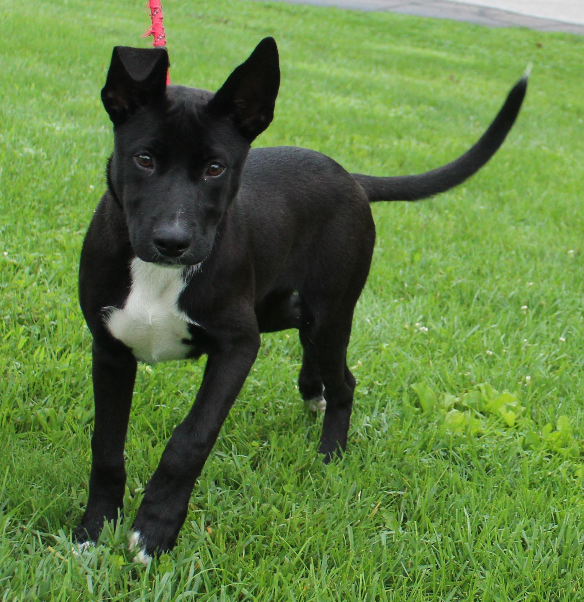 Radar (12200), adopted, Young Male Shepherd.