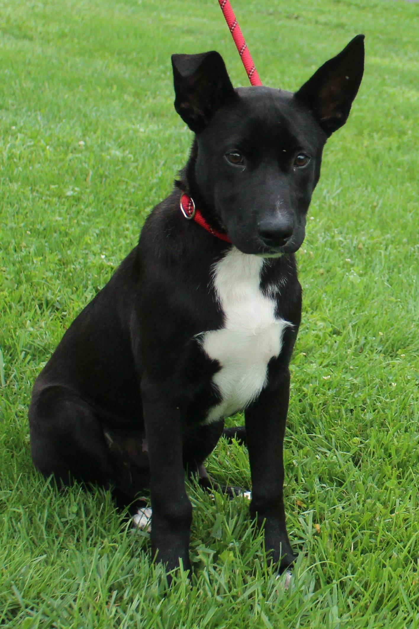 Radar (12200), an adopted mixed breed in Heath, OH image 4/4