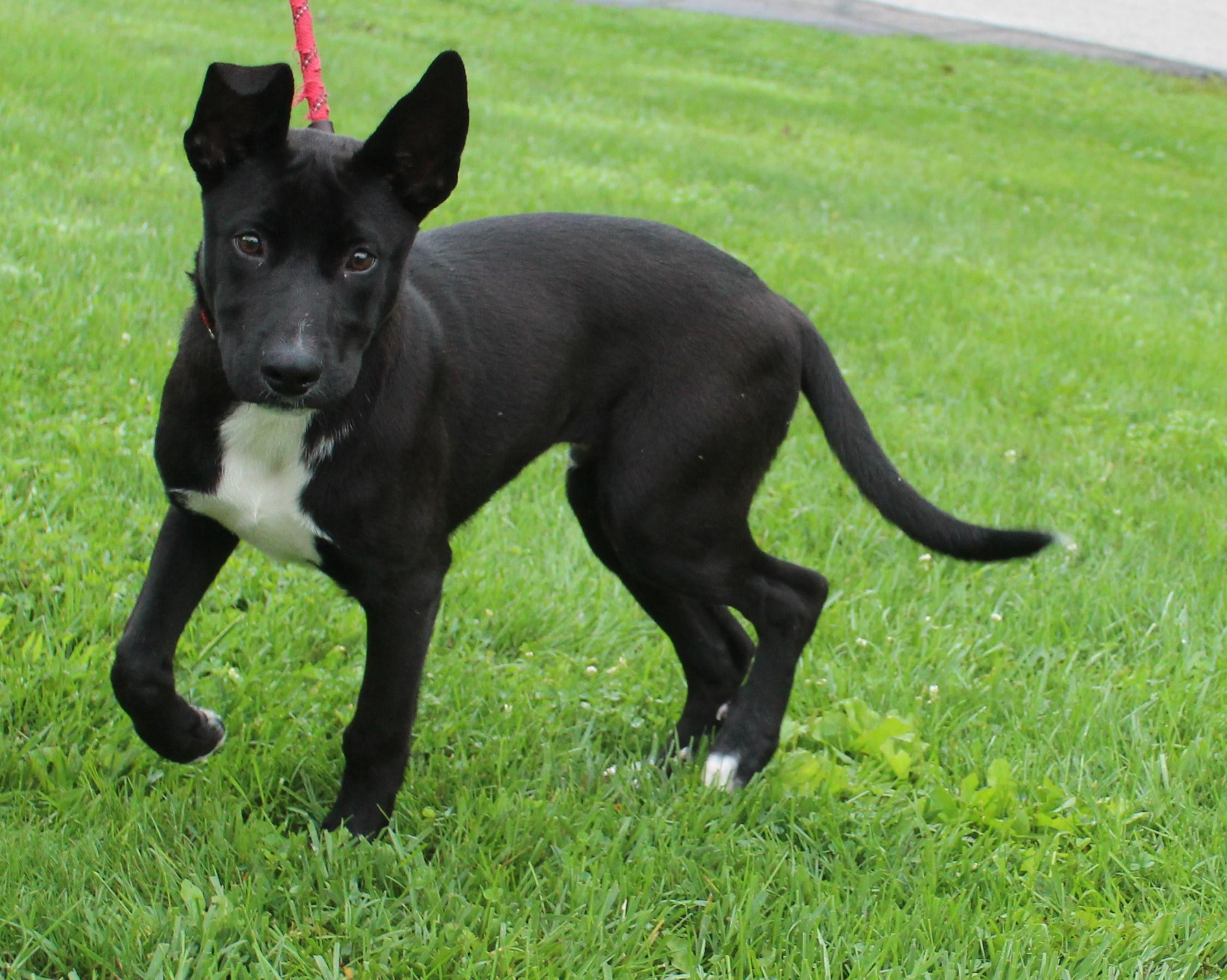 Radar (12200), an adopted mixed breed in Heath, OH image 2/4