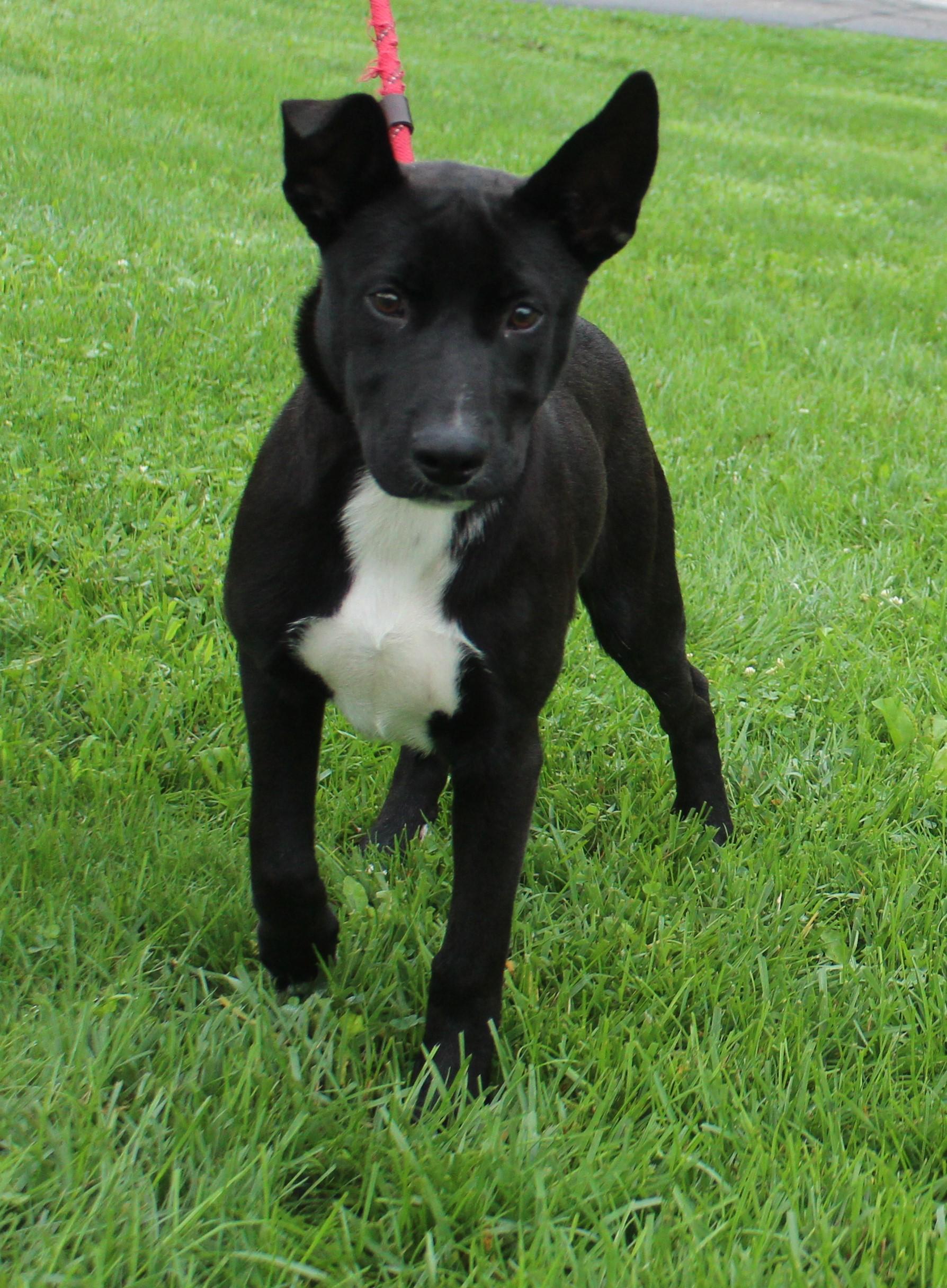 Radar (12200), an adopted mixed breed in Heath, OH image 3/4