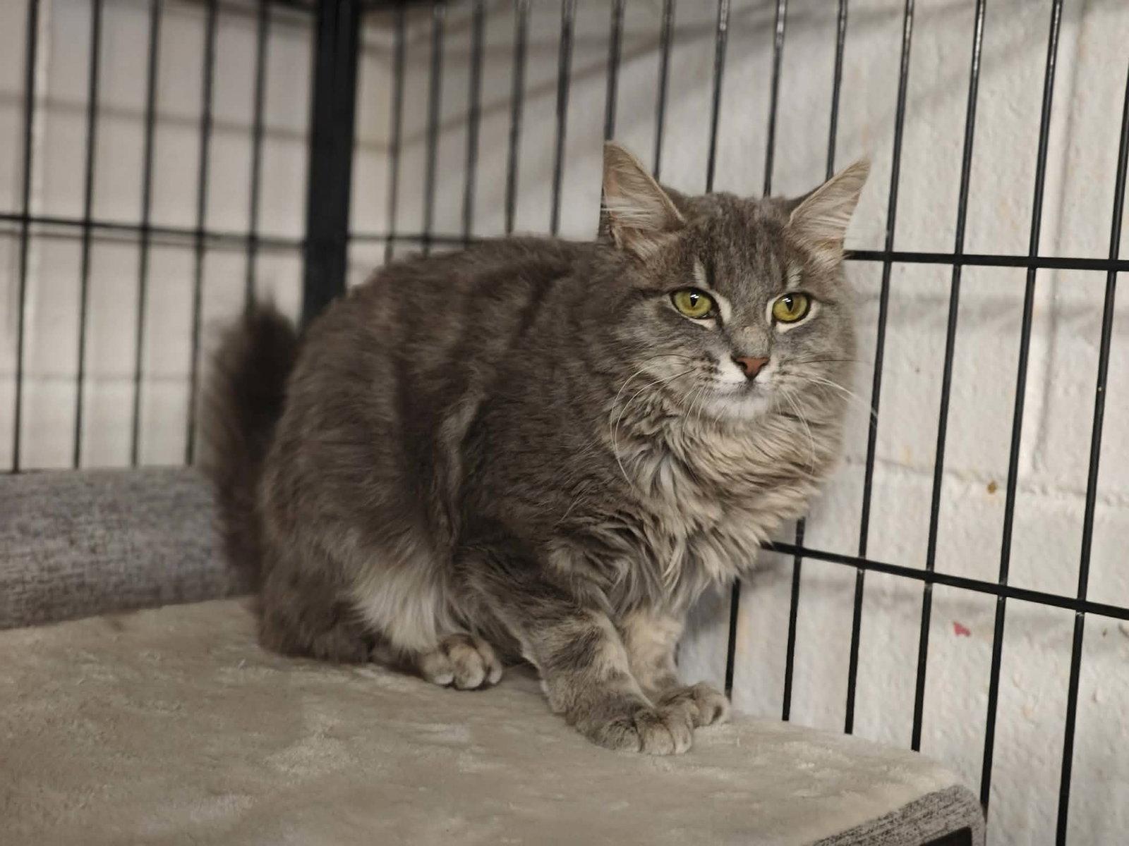 Enlarge Bunny *, a Adoptable Domestic Medium Hair in Royal Palm Beach, FL image 1/2