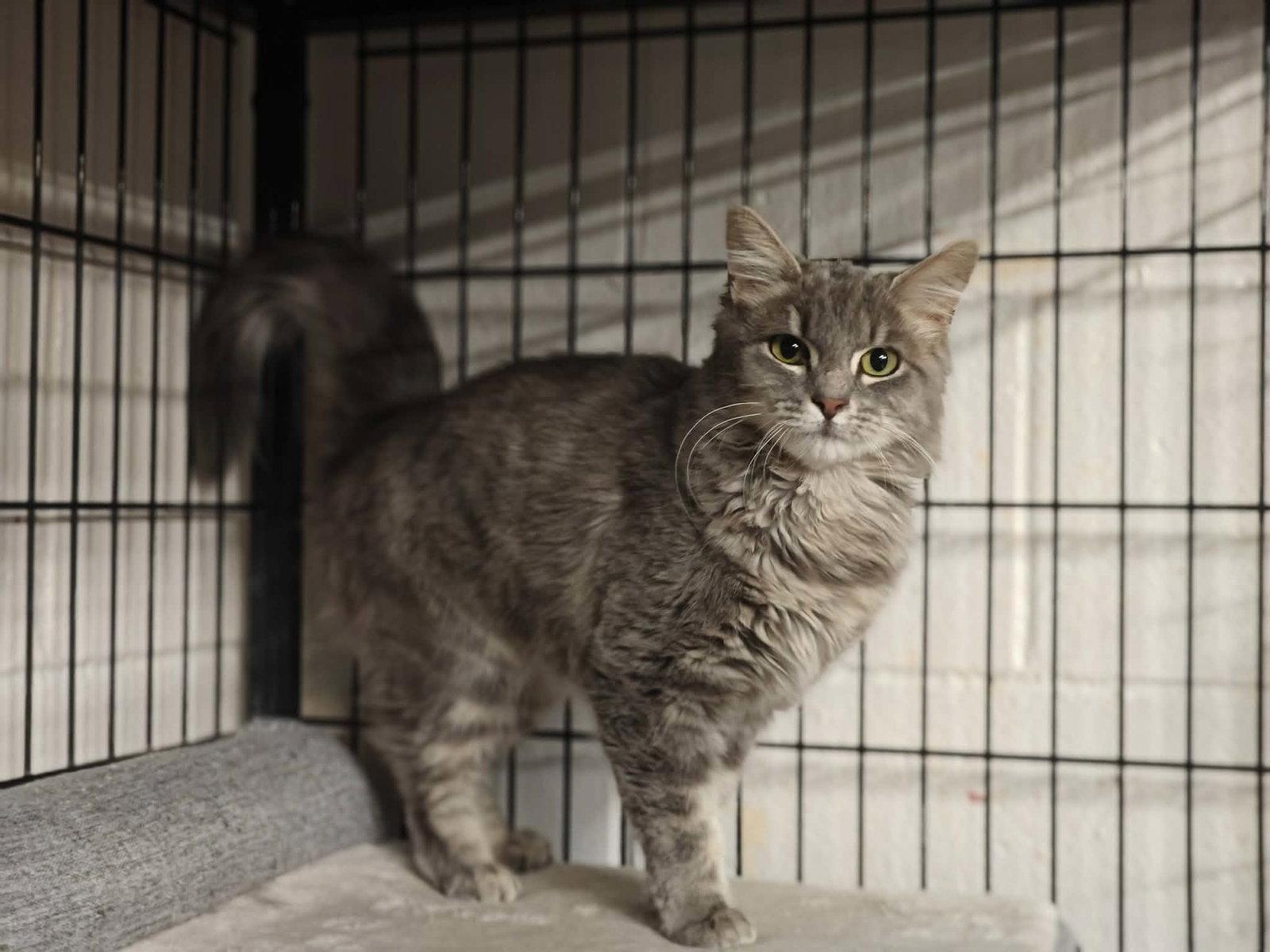 Enlarge Bunny *, a Adoptable Domestic Medium Hair in Royal Palm Beach, FL image 2/2
