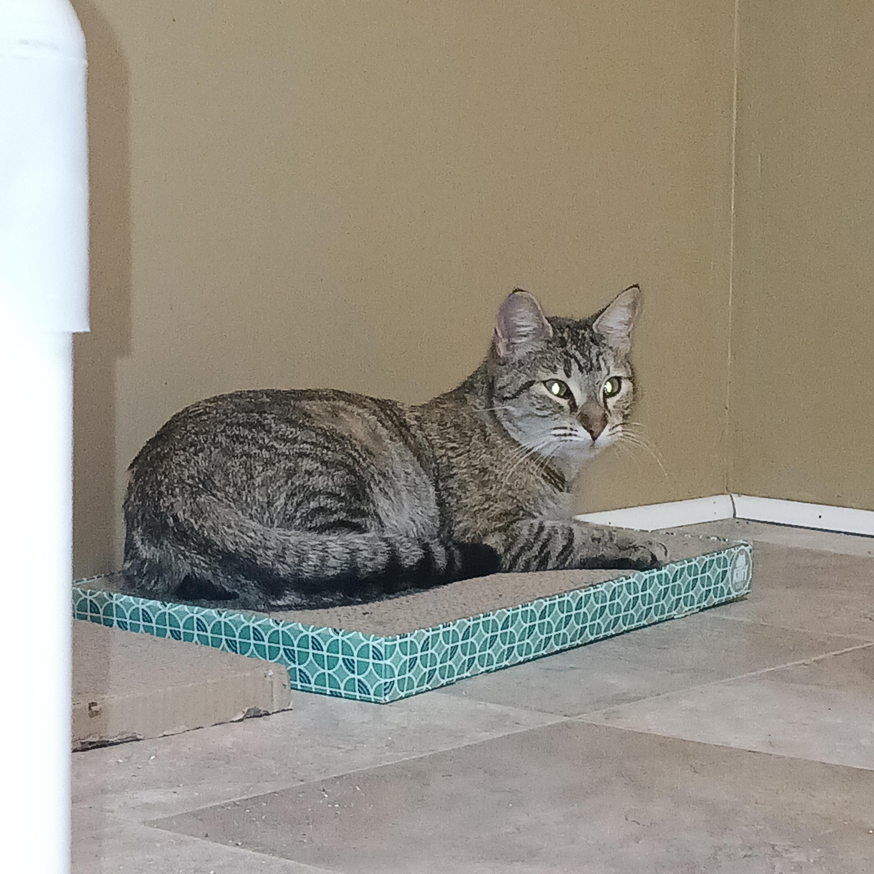 Princess Pebbles, ADOPTABLE, Adult Female Domestic Short Hair.