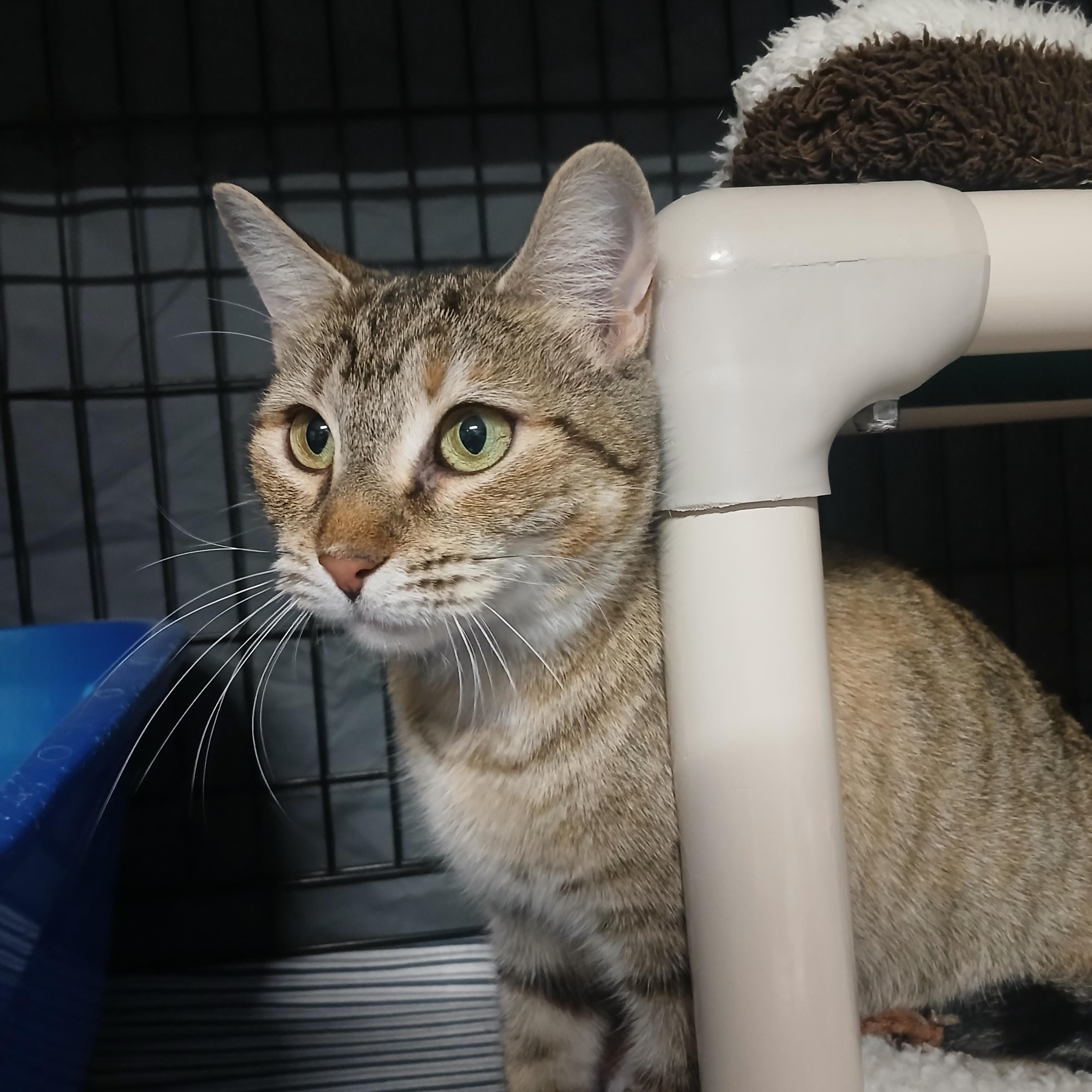 Enlarge Princess Pebbles, a ADOPTABLE mixed breed in Hillside, NJ image 2/2