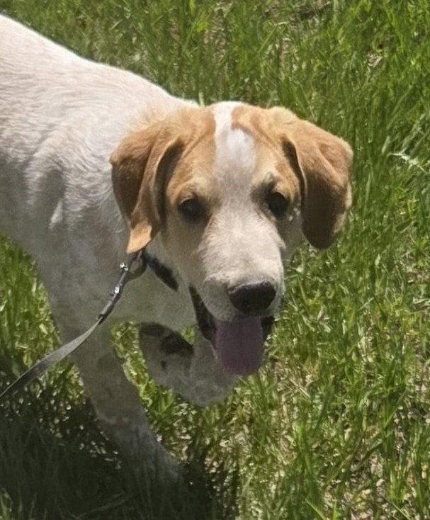Comet, Adopted, Puppy Male Australian Cattle Dog / Blue Heeler.