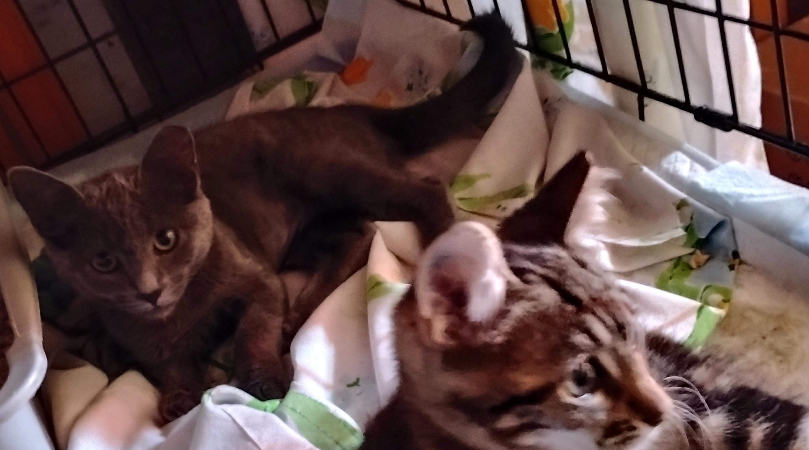 Enlarge Lana, an adopted Russian Blue in Woodland, CA image 3/5