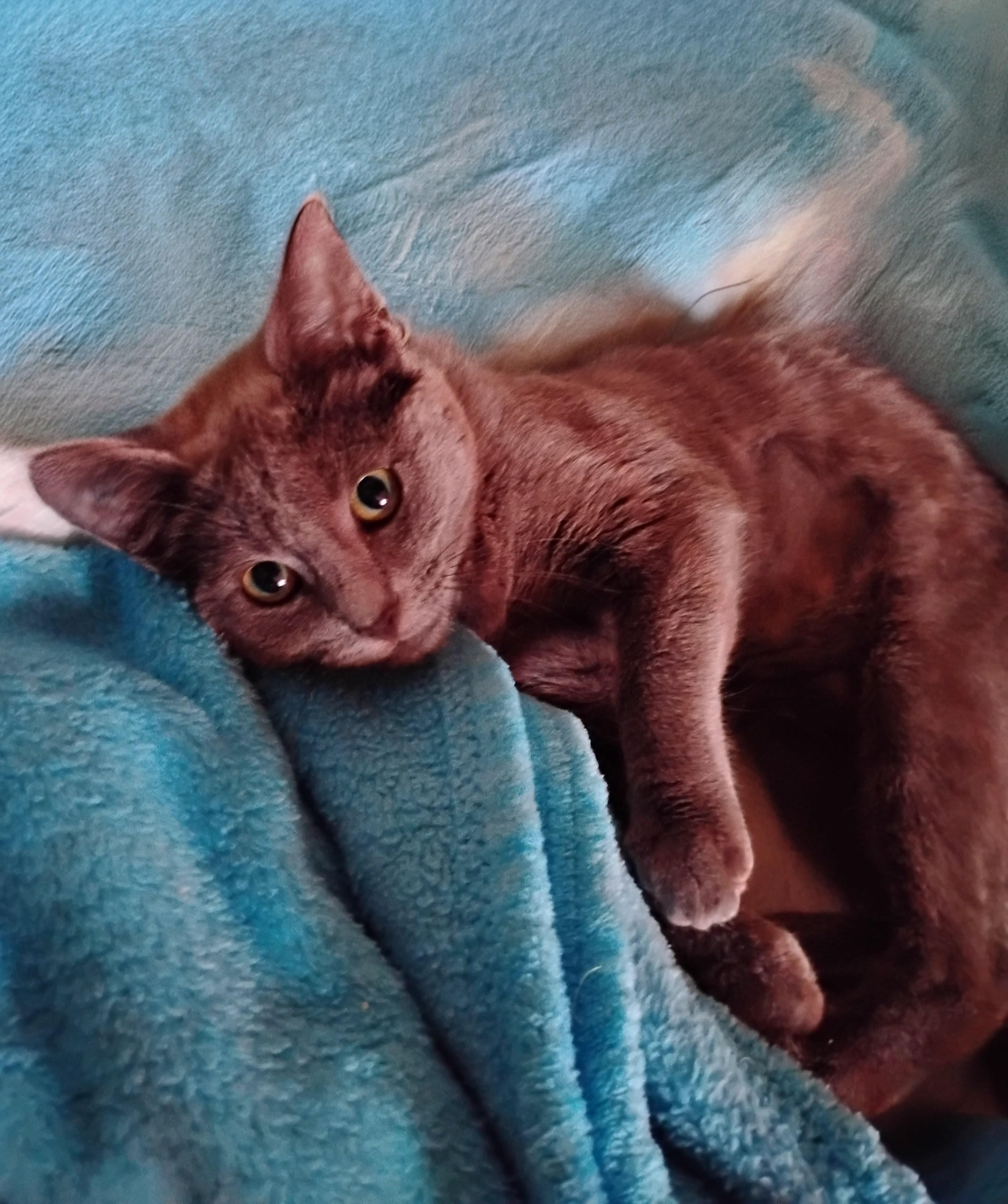 Enlarge Lana, an adopted Russian Blue in Woodland, CA image 1/5