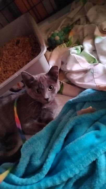 Enlarge Lana, an adopted Russian Blue in Woodland, CA video 4/5