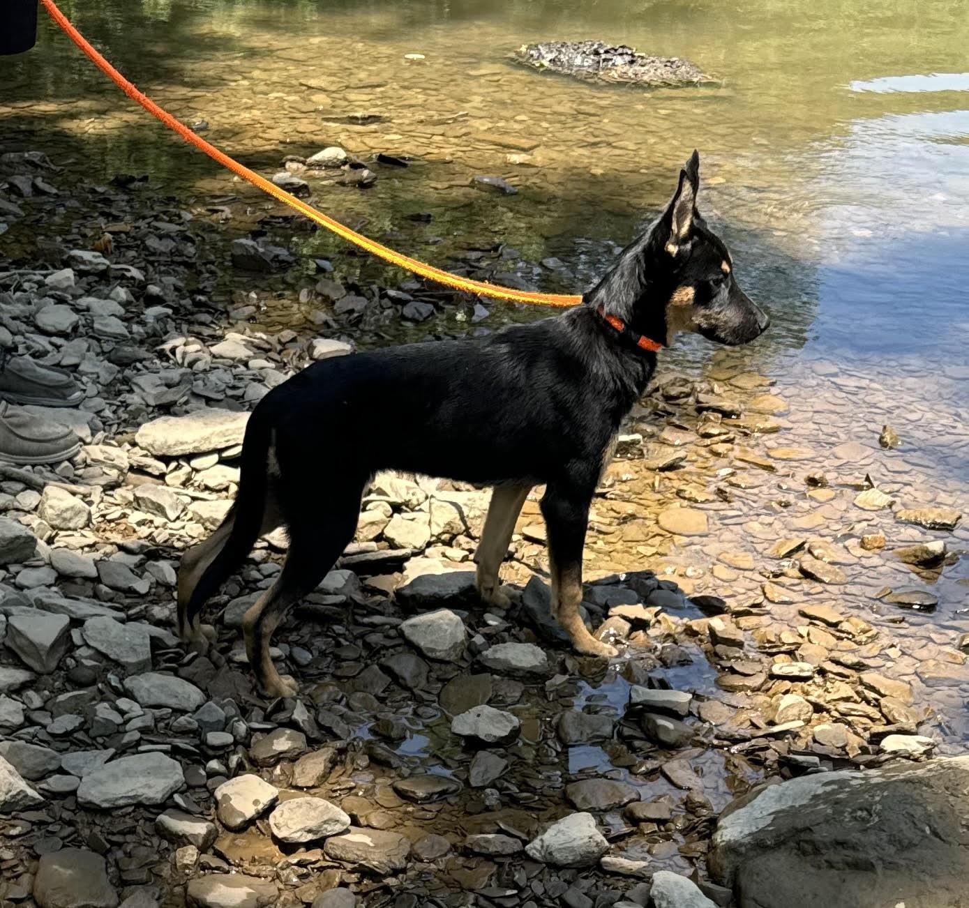 Jack, Adoptable, Young Male German Shepherd Dog.