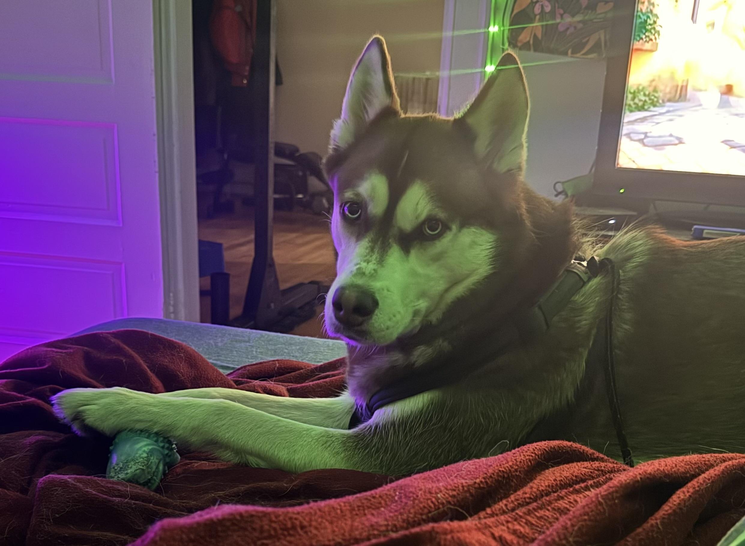 Enlarge Hakkai, a ADOPTABLE mixed breed in Jamesville, NY image 3/4