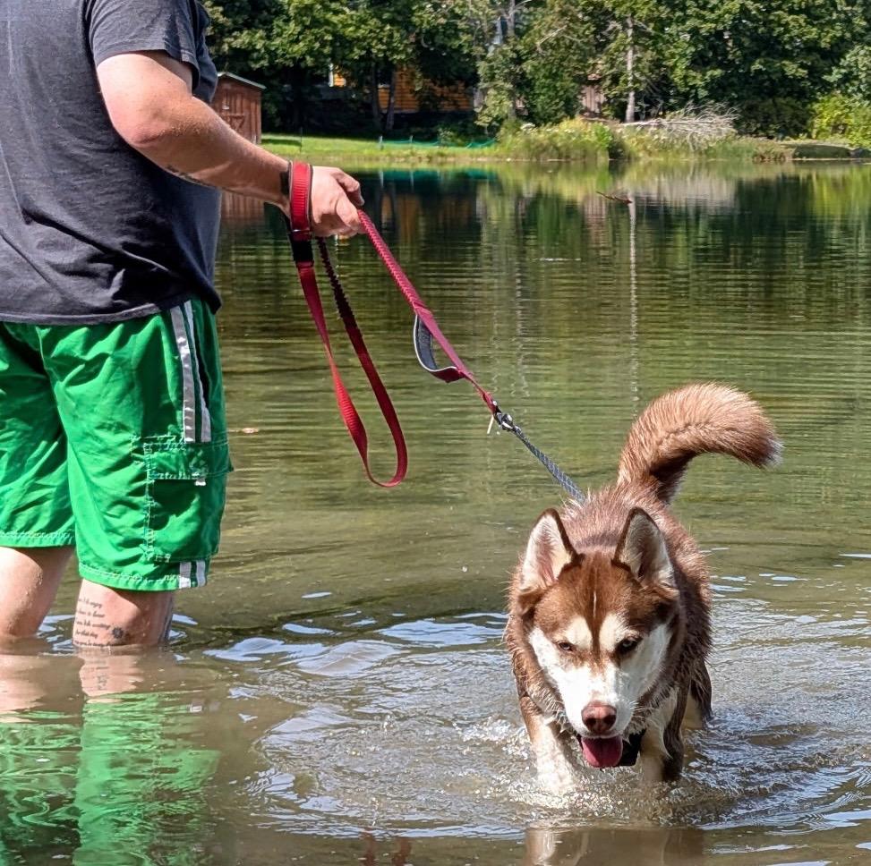 Enlarge Hakkai, a ADOPTABLE mixed breed in Jamesville, NY image 4/4