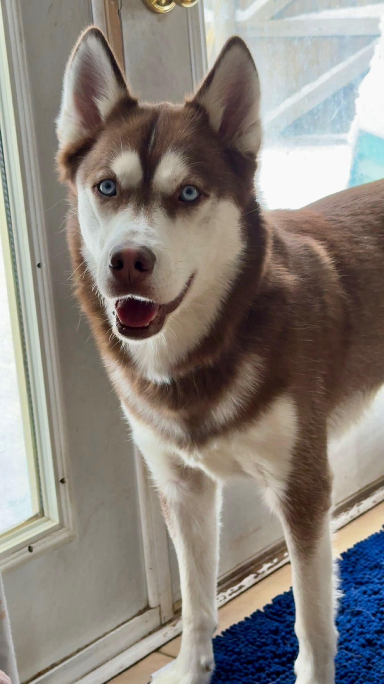 Hakkai, ADOPTABLE, Young Male Husky & Chocolate Labrador Retriever.