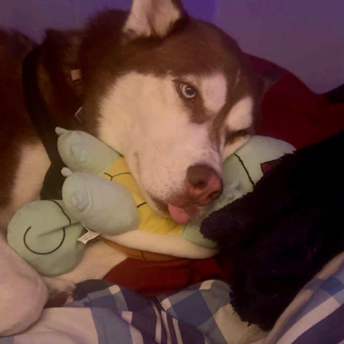 Enlarge Hakkai, a ADOPTABLE mixed breed in Jamesville, NY image 2/4