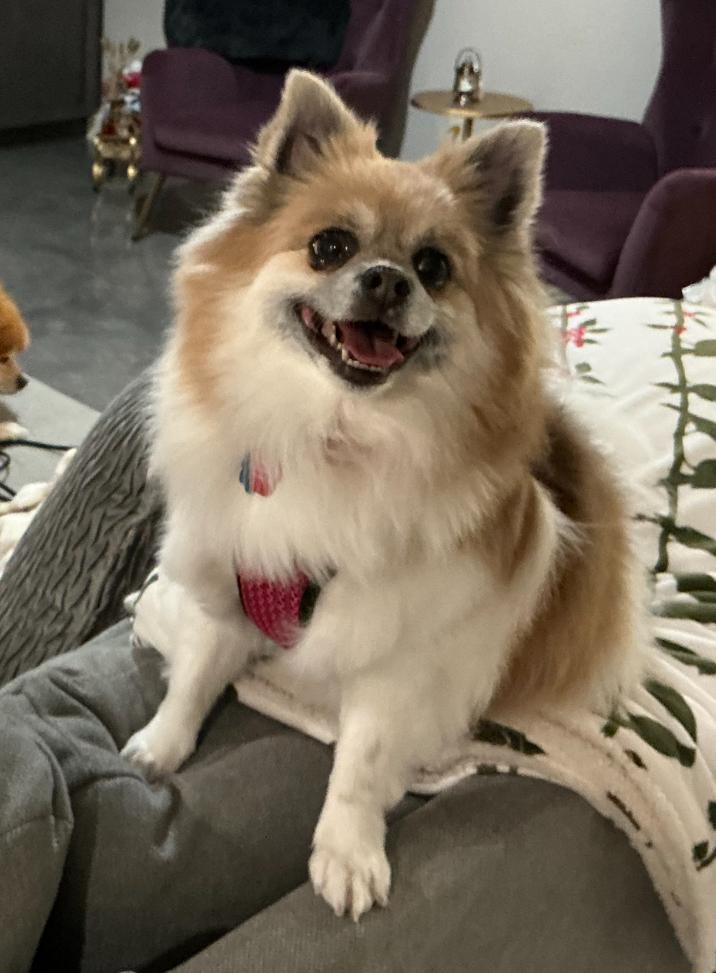 Enlarge Baby, an adopted mixed breed in West Valley, UT image 5/5